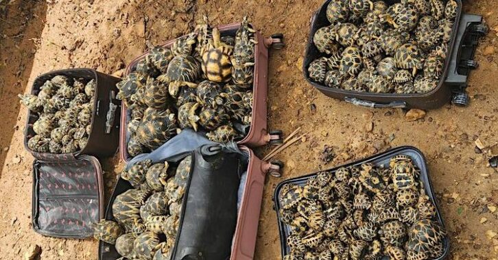 Image à la une de Mahajanga : 456 tortues saisies à Antsahabingo