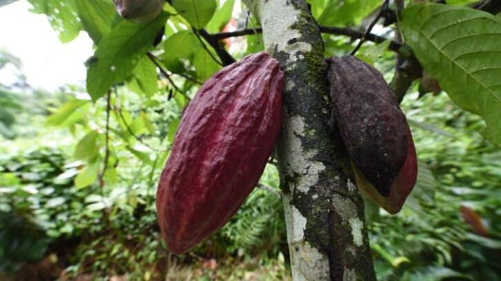 Image à la une de Le Nigeria veut profiter du cours élevé du cacao pour redynamiser sa production locale