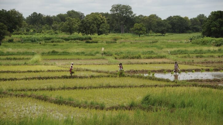 Image à la une de Côte d’Ivoire, Sénégal, Nigeria… Qui gagnera la bataille de l’autosuffisance en riz ?
