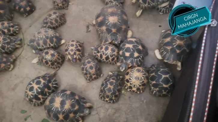 Image à la une de TRAFIC – Un suspect interpellé par la gendarmerie avec 456 tortues à Mahajanga