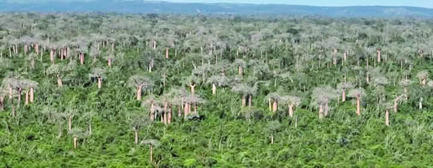 Image à la une de Projet Base Toliara – Zone protégée Ranobe et forêt des Mikea non concernées