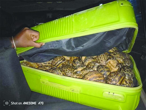 Image à la une de Trafic de tortues protégées – Un député et ses complices envoyés à Tsiafahy