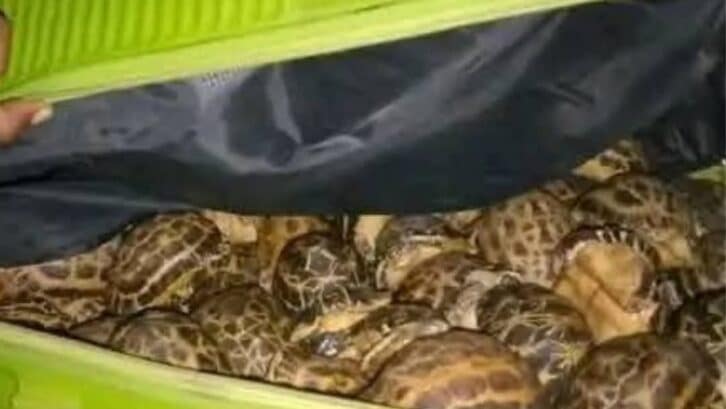 Image à la une de JUSTICE – Dix ans de prison pour le député élu à Soavinandriana, condamné pour trafic de tortues