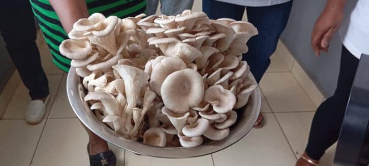 Image à la une de TECHNOLOGIE AGRICOLE   – Première récolte  de champignons Juncao