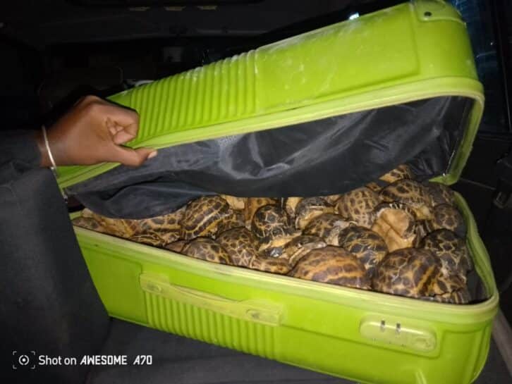 Image à la une de TRAFIC DE TORTUE – Le député Ramanatanana écope de dix ans de prison