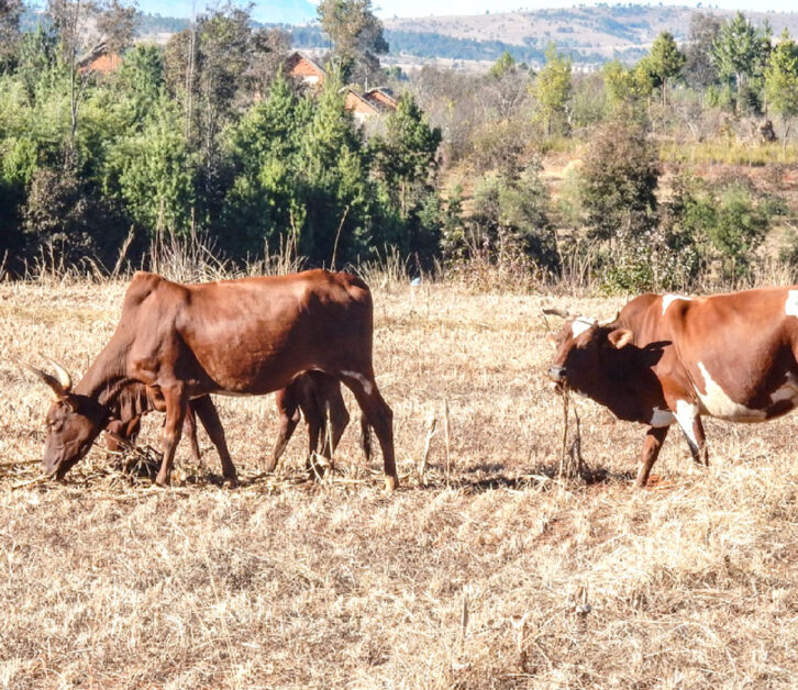 Image à la une de Développement rural : Introduction de techniques innovantes pour la gestion des pâturages et du bétail