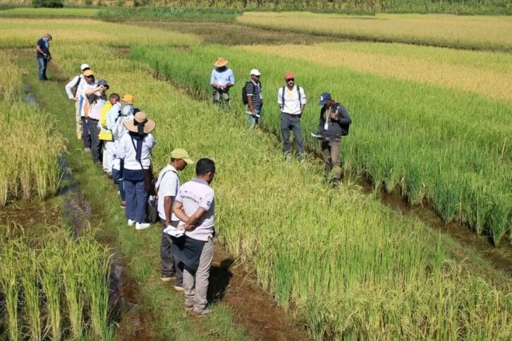 Image à la une de RECHERCHE AGRICOLE –  La science au service des paysans