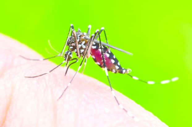 Image à la une de Santé publique – Aucun cas de chikungunya à Madagascar !