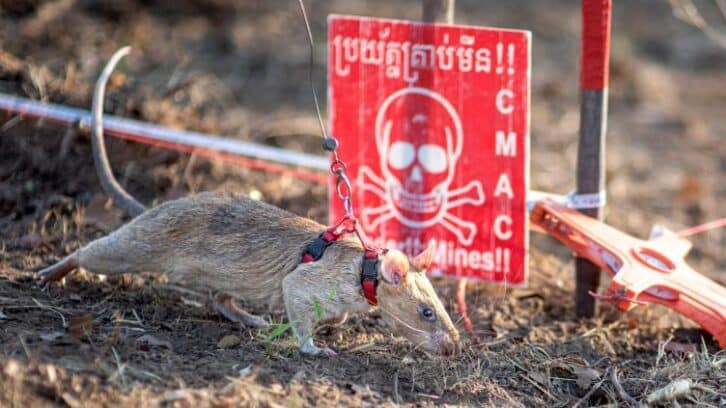 Image à la une de Cambodge: un rat bat un nouveau record de détection de mines