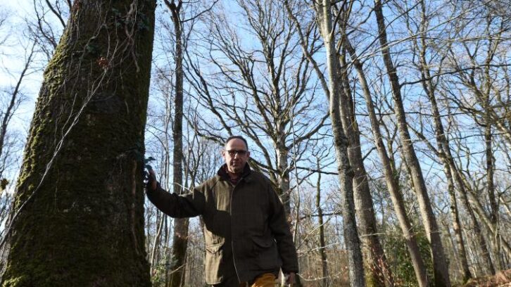Image à la une de Une “ligne d’urgence” contre le pillage des forêts privées en France