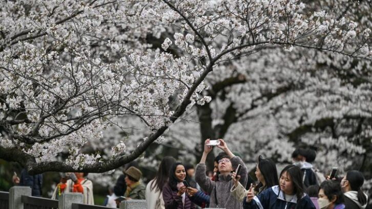 Image à la une de Au Japon, un outil d’IA pour préserver les cerisiers en fleurs