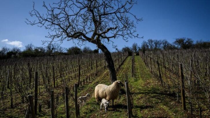 Image à la une de Les vins de Bourgogne dans la course à la décarbonation