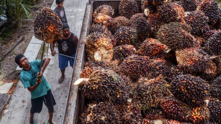 Image à la une de Droits de douane: les producteurs indonésiens d’huile de palme en quête de nouveaux débouchés