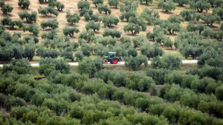 Image à la une de En Espagne, un village veut sauver ses oliviers face à l’essor du photovoltaïque