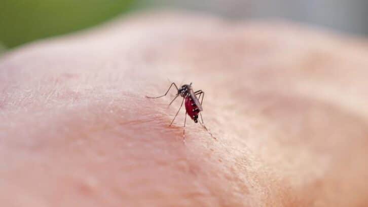 Image à la une de À La Réunion, le chikungunya frappe fort et vite