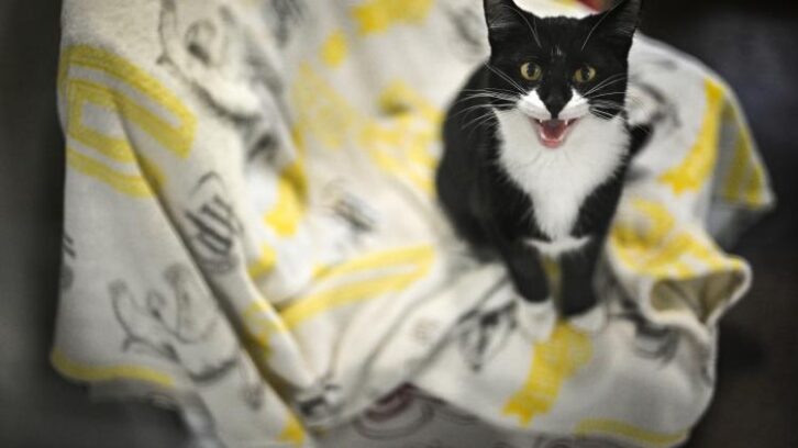 Image à la une de Coût de la vie: les Britanniques abandonnent leurs animaux domestiques