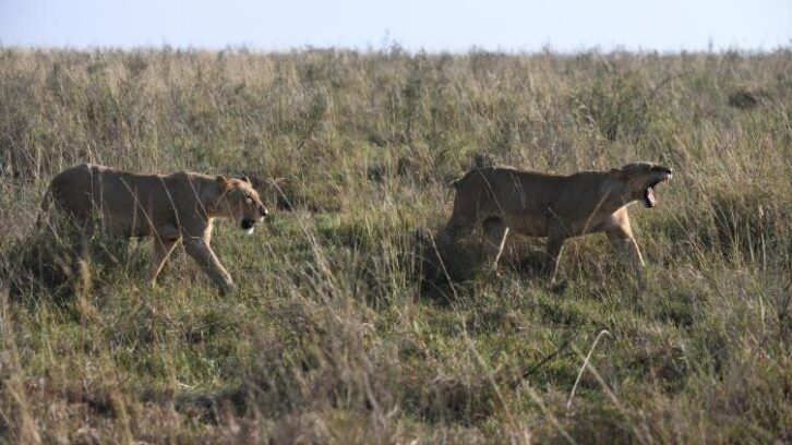 Image à la une de Kenya : une adolescente de 14 ans tuée par un lion