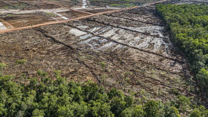Image à la une de Pour se nourrir, l’Indonésie risque une déforestation massive