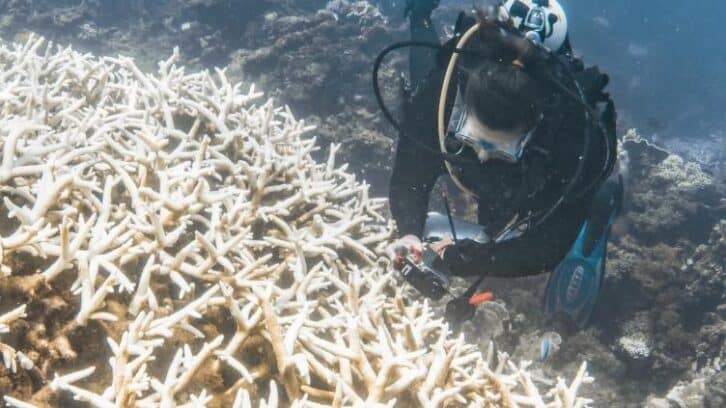 Image à la une de Climat: le blanchissement mondial des coraux bat record sur record