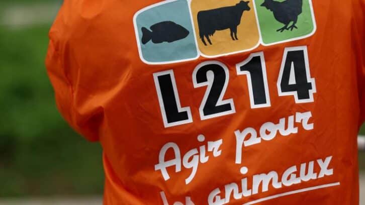 Image à la une de Maltraitance animale: plainte de L214 contre un abattoir de la Loire
