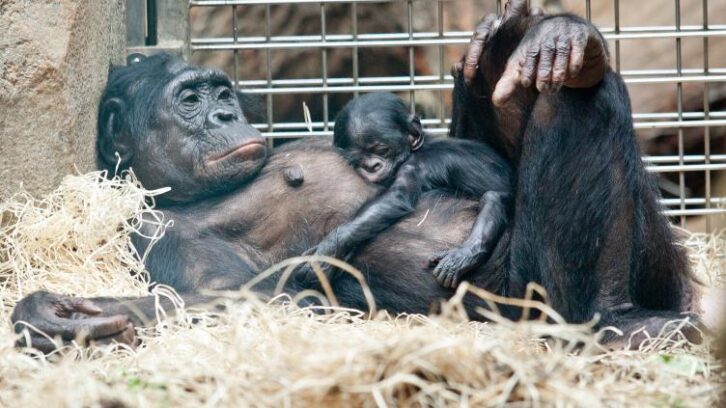Image à la une de L’union fait la force des femelles bonobos