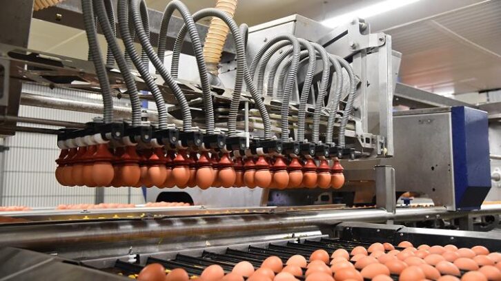 Image à la une de Les Français mettent plus d’oeufs dans leur panier