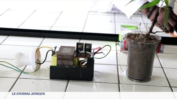 Image à la une de RD Congo : des plantes pour produire de l’énergie électrique