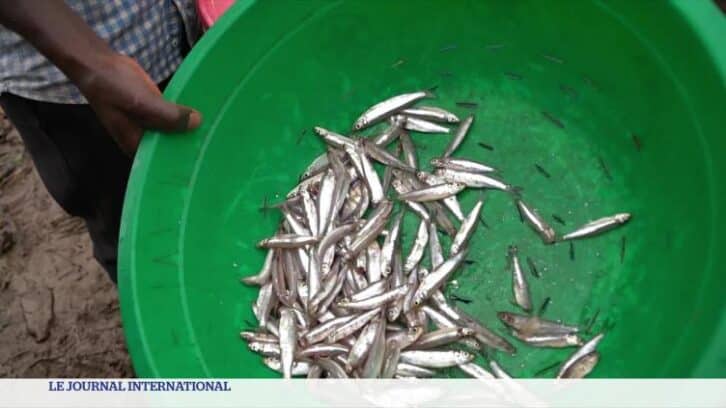Image à la une de RD Congo : pêche au ralenti sur le Lac Kivu