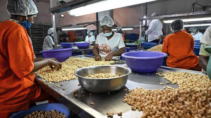 Image à la une de Arise, Valency International, ASG… En Côte d’Ivoire, le boom de la noix de cajou attire les géants de l’agro-industrie