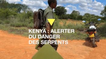 Image à la une de Kenya : les serpents venimeux, une plaie pour la société