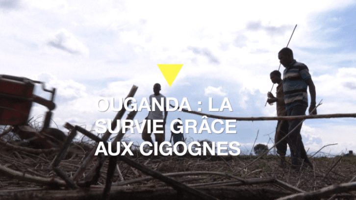 Image à la une de Ouganda : des villageois tuent des cigognes migratrices pour survivre