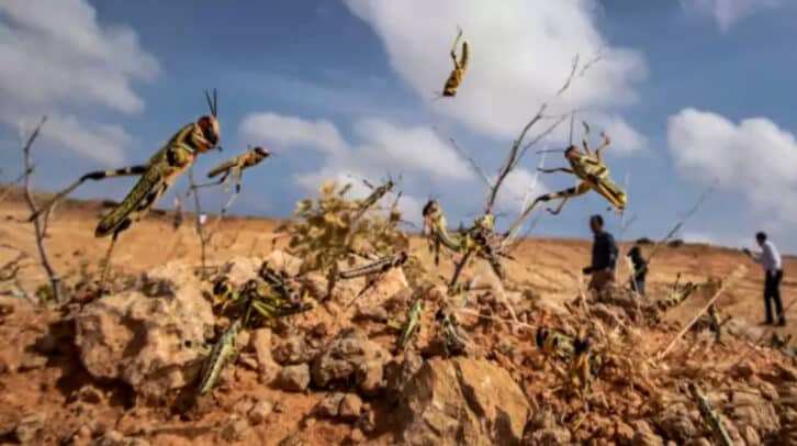 Image à la une de LUTTE ANTI-ACRIDIENNE – 2 000 hectares pulvérisés de pesticides à Amboasary Sud dans le cadre de la lutte anti-acridienne