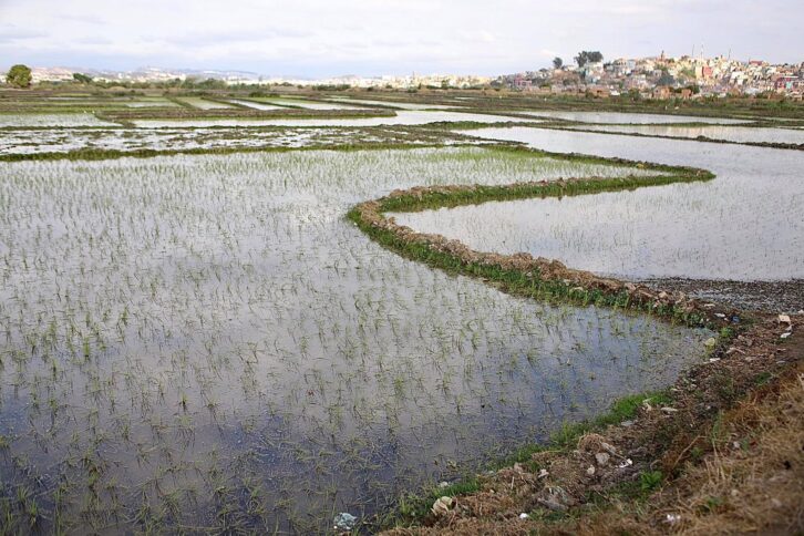 Image à la une de RIZICULTURE – Récolte en baisse  sur la plaine de Betsimitatatra