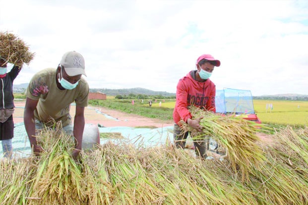 Image à la une de Riz hybride – Des récoltes records mais …