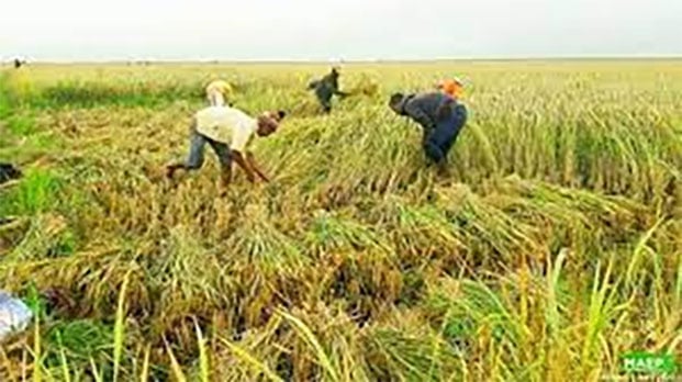 Image à la une de Collecte de riz 2024 – L’Alaotra-Mangoro se prépare