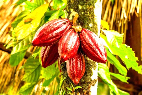 Image à la une de Cacao de Madagascar : Un trésor convoité face à une crise sans précédent
