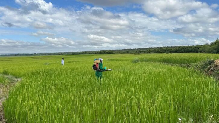Image à la une de SITUATION ACRIDIENNE – Les criquets gagnent de nouvelles zones dans le Sud-Est de Madagascar