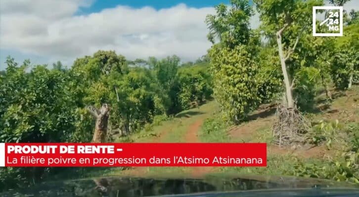 Image à la une de PRODUIT DE RENTE – La filière poivre en progression dans l’Atsimo Atsinanana
