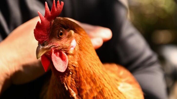 Image à la une de Louer une poule, nouvelle mode contre la flambée du prix des oeufs aux Etats-Unis