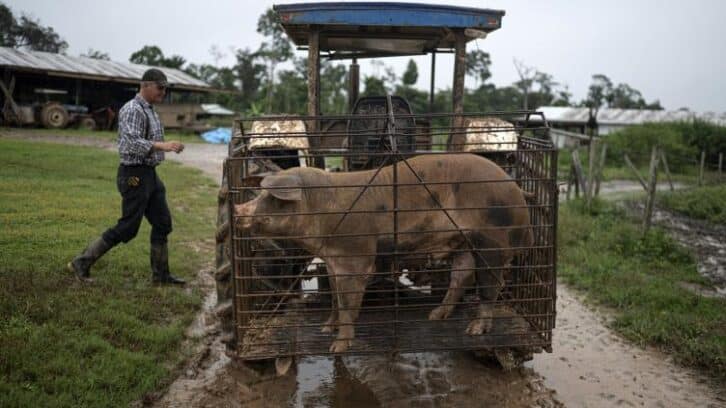 Image à la une de Flèches contre tracteurs: la bataille silencieuse dans l’Amazonie péruvienne