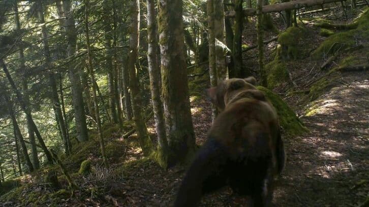 Image à la une de Ourse tuée dans les Pyrénées: l’heure du délibéré pour les chasseurs