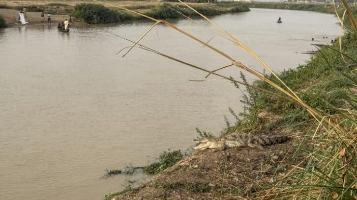 Image à la une de “Les oiseaux ne viennent plus”: le nord du Nigeria face à la perte de biodiversité