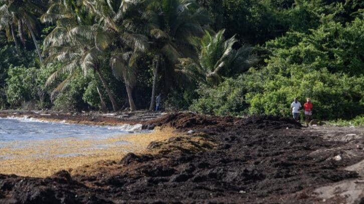 Image à la une de Valorisation des sargasses: Martinique et Guadeloupe avancent doucement