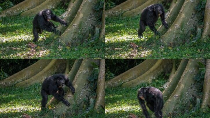Image à la une de Les chimpanzés tambourinent en rythme et de manières différentes, selon une étude