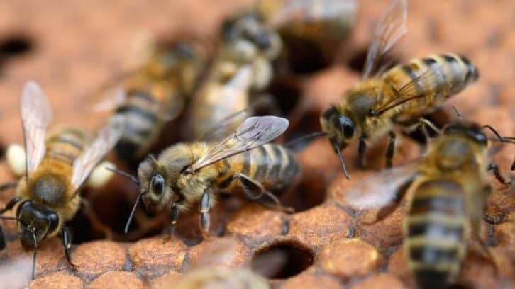 Image à la une de Abeilles et pesticides: la science face au retour possible des néonicotinoïdes