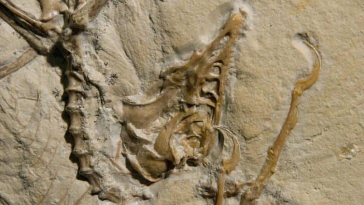 Image à la une de L’Archaeoptéryx possédait des plumes essentielles au vol