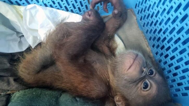 Image à la une de Un Thaïlandais arrêté pour trafic de bébés orangs-outans