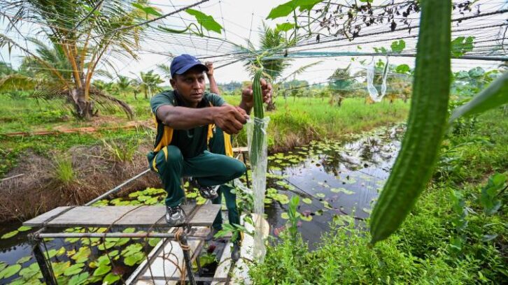 Image à la une de Sri Lanka: la difficile reconquête des terres agricoles polluées par le sel de mer