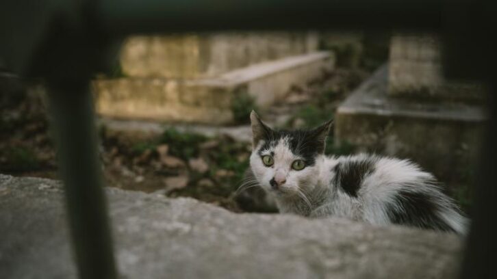 Image à la une de Le puçage des chats, une obligation pas assez respectée