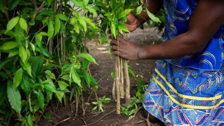 Image à la une de L’iboga, plante sacrée au Gabon et remède ancestral convoité